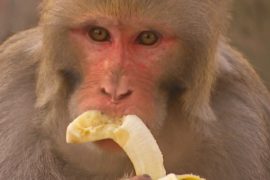 В Нью-Дели планируют стерилизовать обнаглевших обезьян