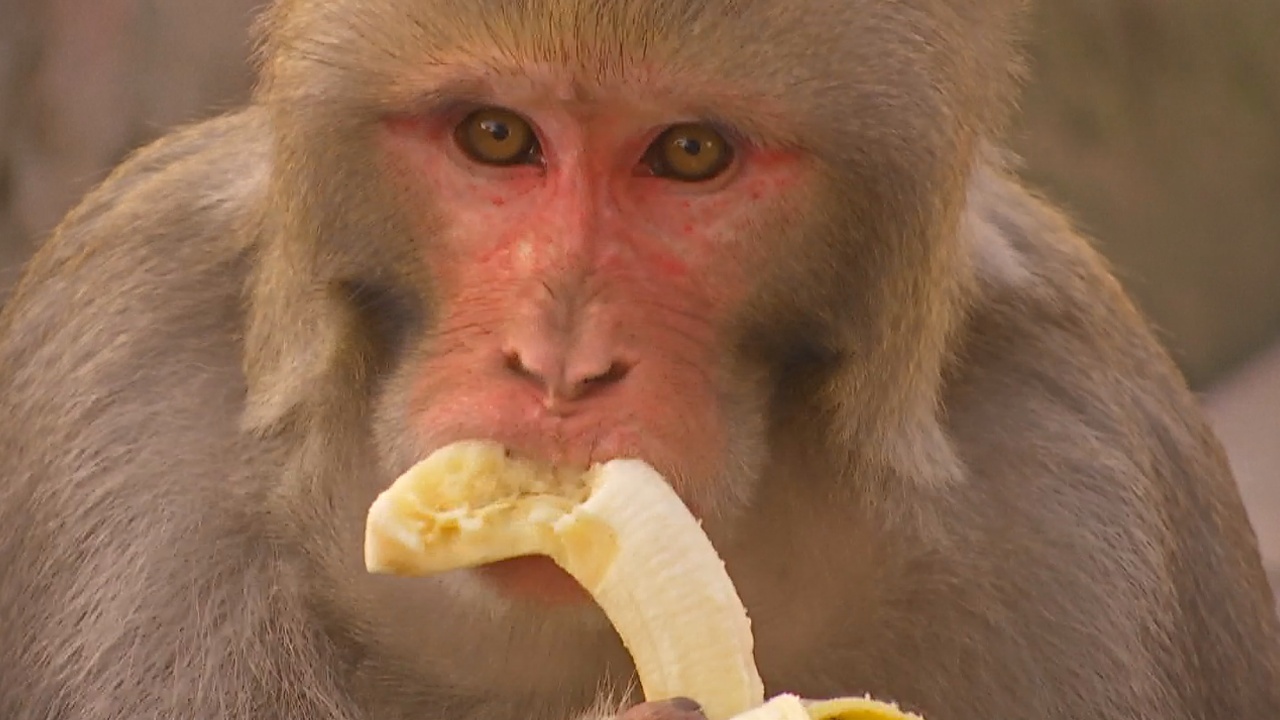 В Нью-Дели планируют стерилизовать обнаглевших обезьян