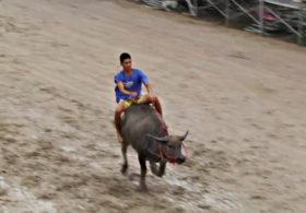 Зрелищные гонки на буйволах: тайцы отмечают начало сбора урожая