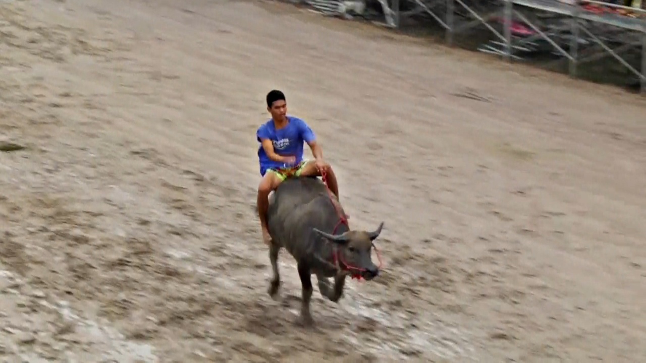Зрелищные гонки на буйволах: тайцы отмечают начало сбора урожая