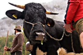 Праздник в Баварии: коров отгоняют с лугов в зимний хлев