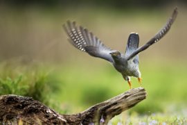 В Польше началось осеннее кольцевание перелётных птиц