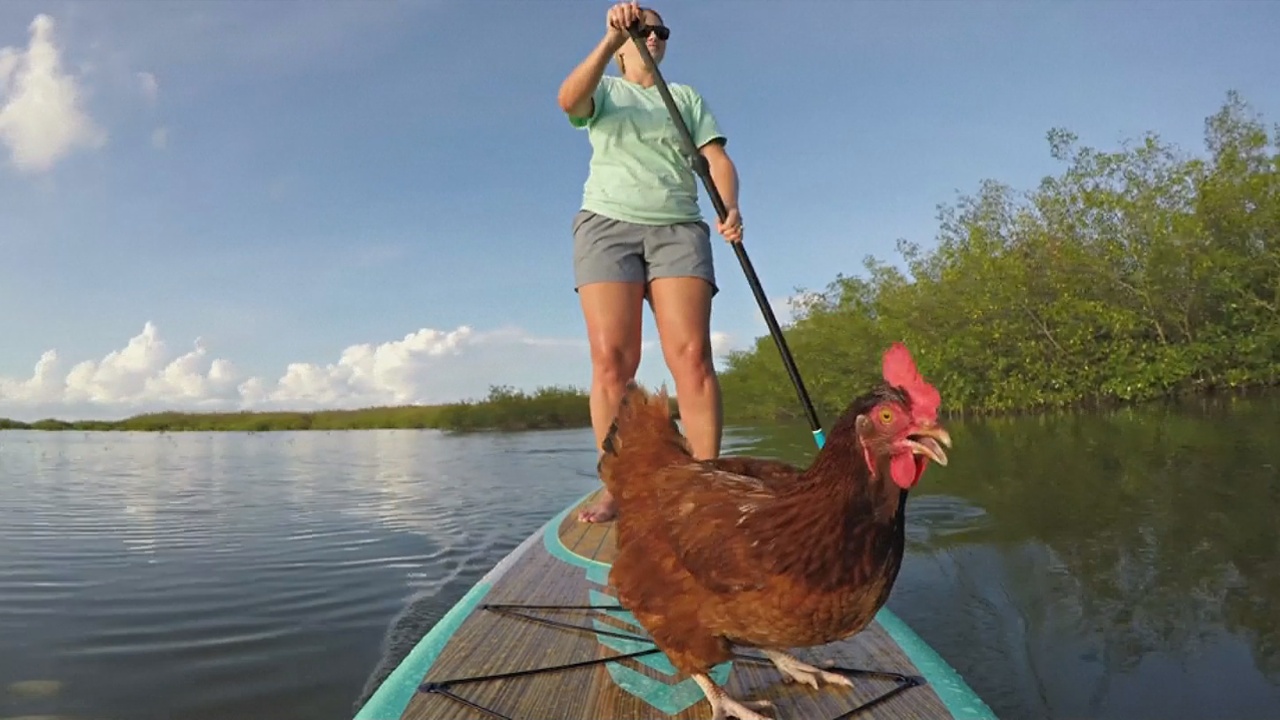 Курица из Флориды полюбила водные прогулки