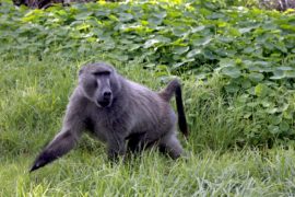 В ЮАР от нашествия бабуинов спасаются виртуальным забором