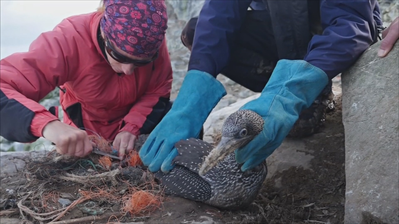 Активисты спасают запутавшихся в сетях северных олушей