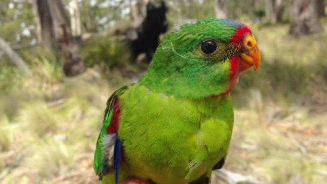 Учёные в Австралии создали безопасные гнёзда для попугаев