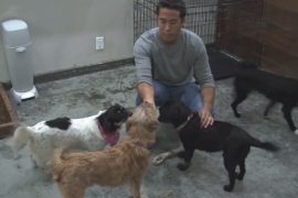 Американец ездит в Азию спасать собак