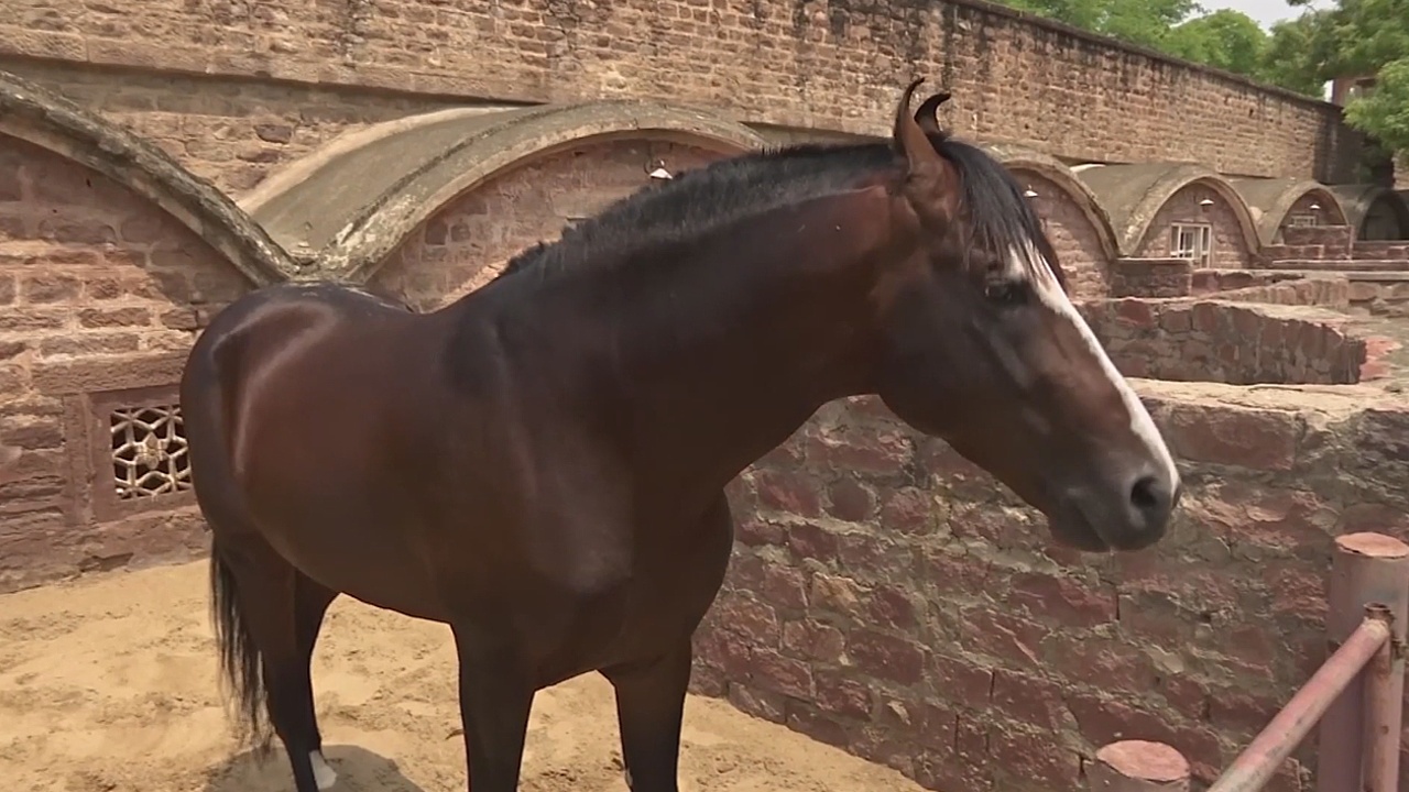 Редких лошадей марвари успешно разводят в Индии