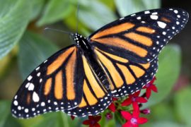Миллионы бабочек монарх прилетели на зимовку в Мексику