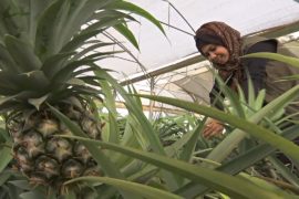 Местные ананасы в секторе Газа стали хитом