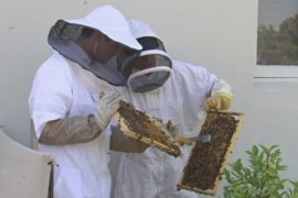 Австралийцы разводят пчёл возле городских зданий