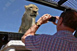 Поменяться местами со львами предлагают в сафари-парке