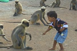 Маленький индийский мальчик дружит с дикими обезьянами