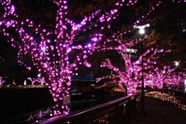 Рождественская иллюминация в Токио загорелась благодаря переработанному маслу