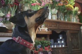Собаки привлекают клиентов в британские кафе и магазины
