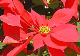 Рождественская пуансеттия – прибыльный мексиканский цветок