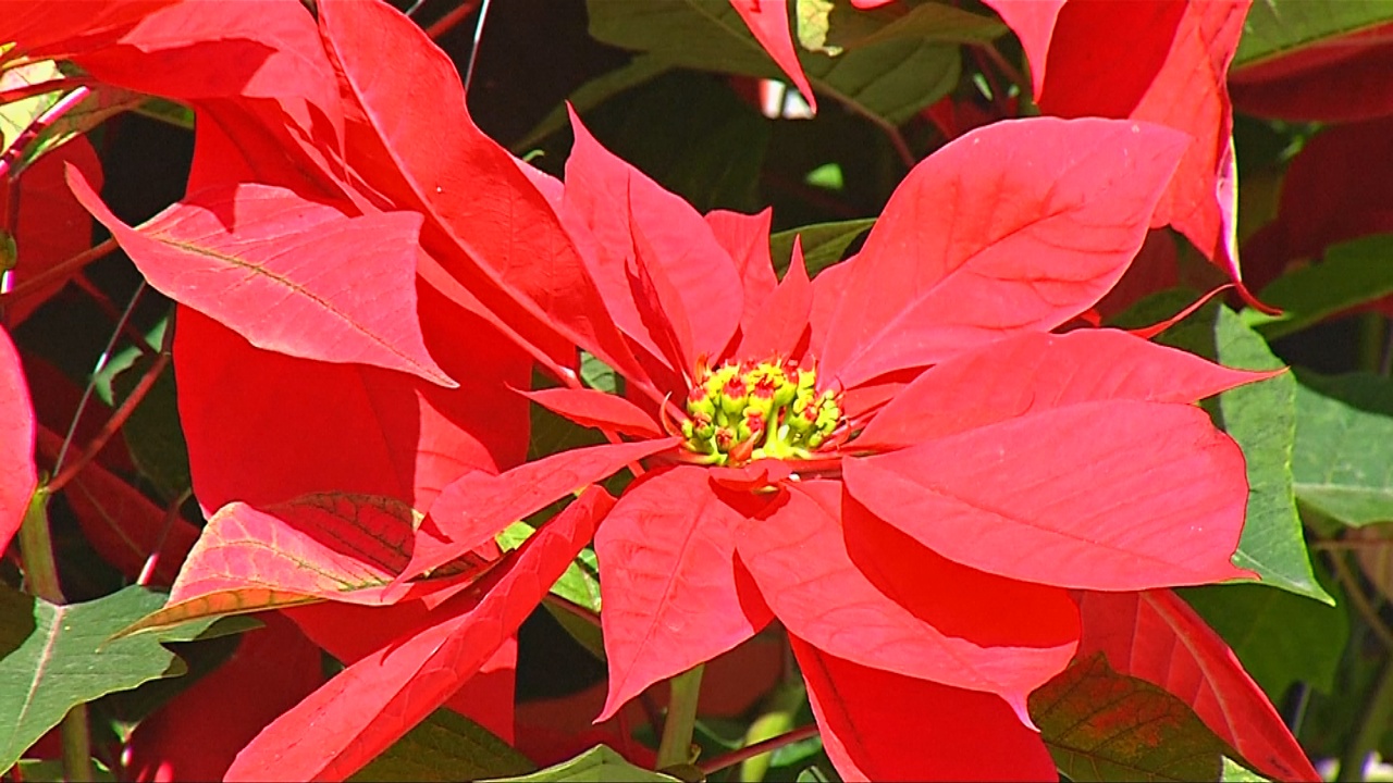Рождественская пуансеттия – прибыльный мексиканский цветок