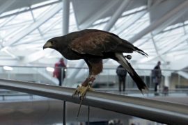 Хищные птицы отпугивают лондонских голубей