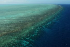 Учёные придумали, как «отремонтировать» Большой Барьерный риф