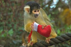 Животные празднуют Рождество в Лондонском зоопарке