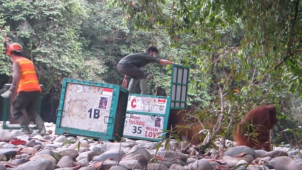 Орангутанов острова Калимантан выпускают на волю