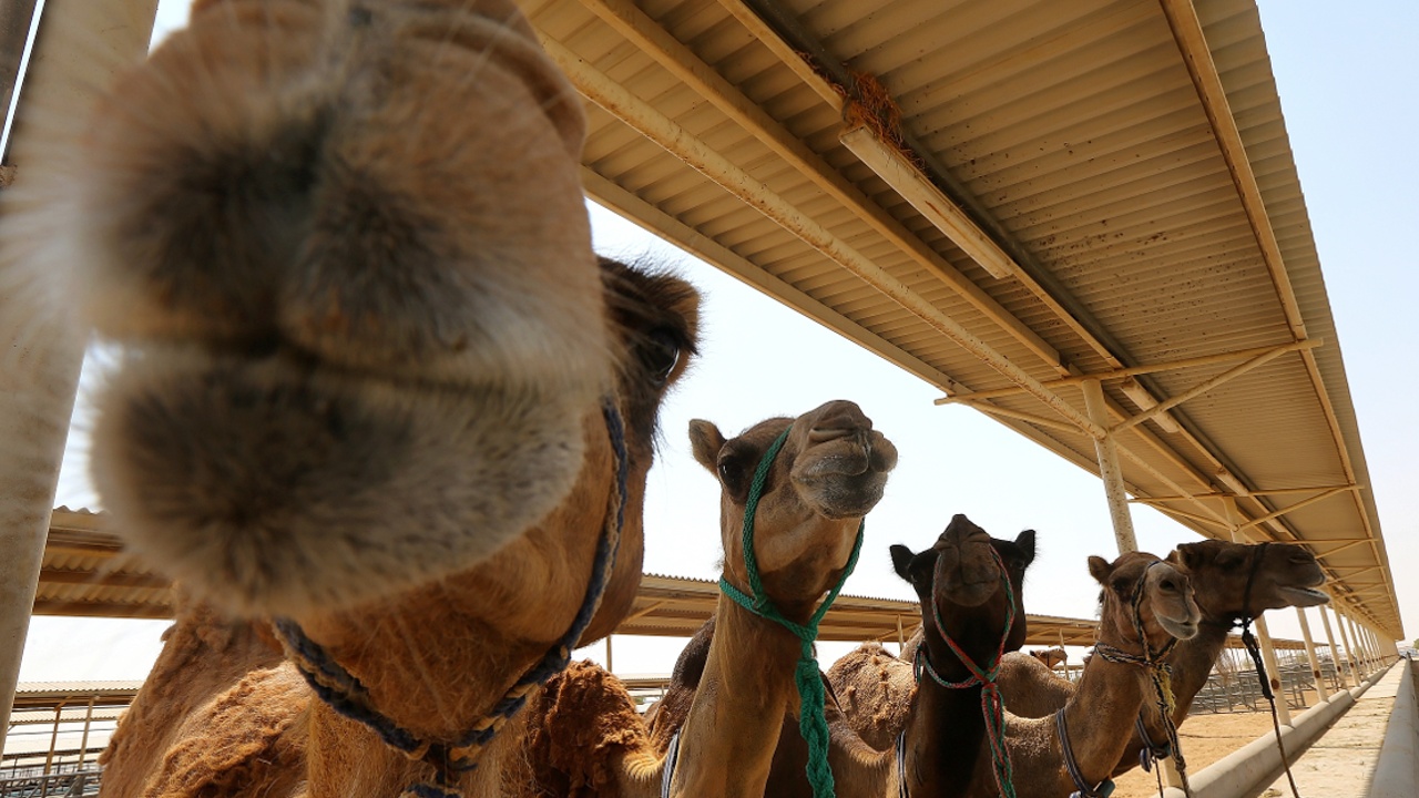 Первая в мире больница для верблюдов открылась в ОАЭ