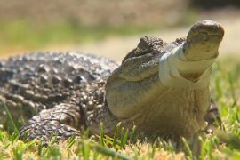 В Австралии «арестовали» крокодила, гулявшего по улицам