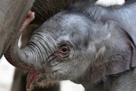 Подарок к Рождеству: в бельгийском зоопарке родился слонёнок