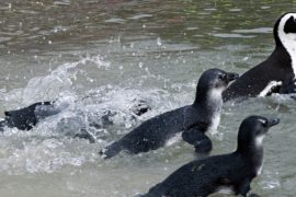 В ЮАР команда наблюдателей спасает очковых пингвинов