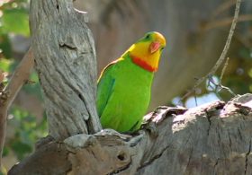 Роскошные баррабандовы попугаи переселяются ближе к Канберре