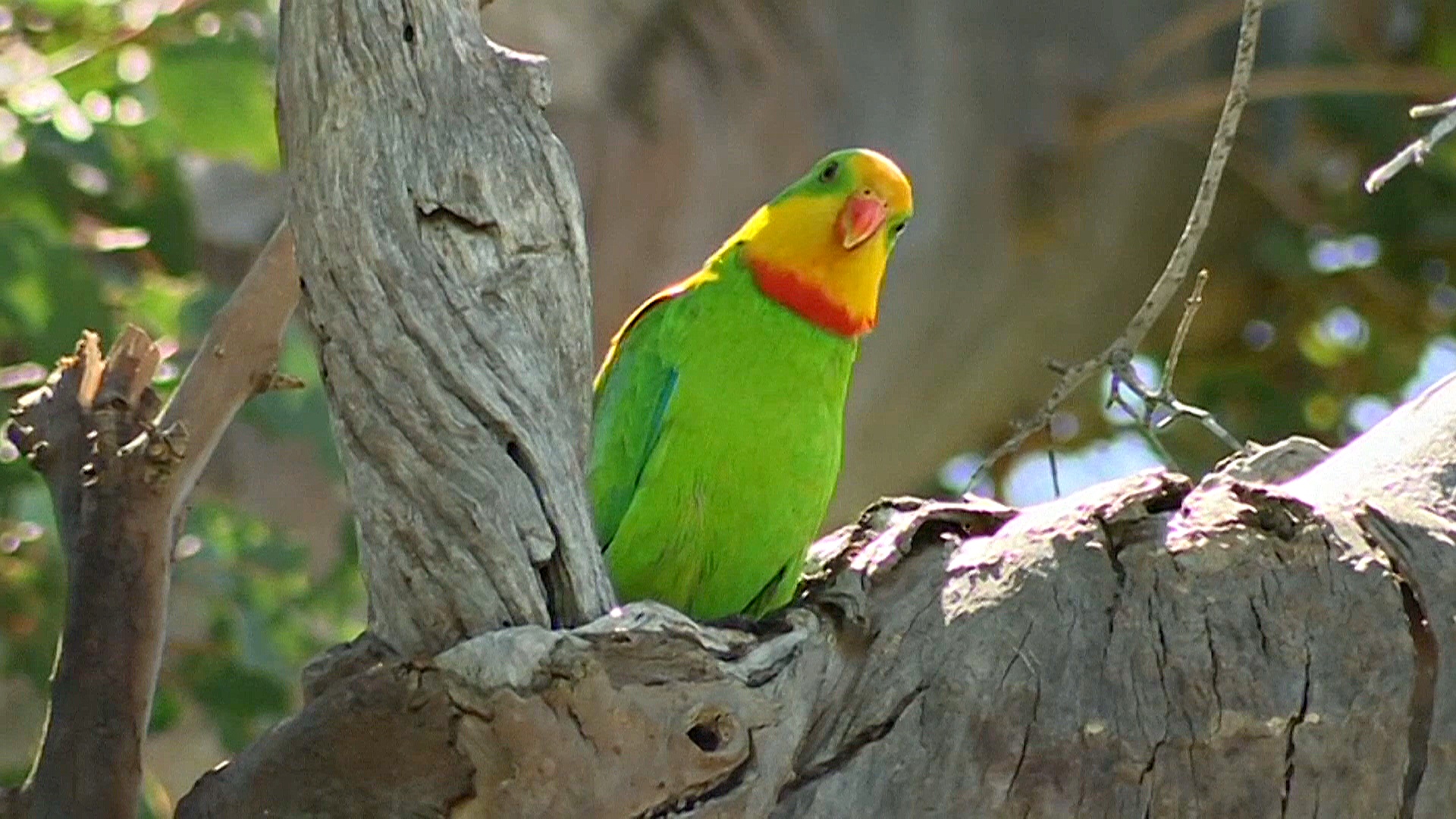 Роскошные баррабандовы попугаи переселяются ближе к Канберре