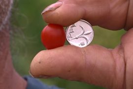 В Израиле вывели помидор черри размером с ягоду