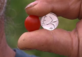 В Израиле вывели помидор черри размером с ягоду