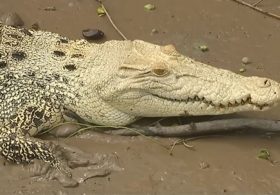 Редкого белого крокодила заметили в Австралии