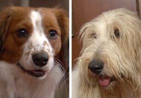 Американский клуб собаководства внёс в реестр две новые породы собак