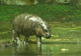 В зоопарке Сингапура пополнение: бегемот, орангутан и ящерицы