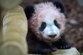 В зоопарке Франции показали первую родившуюся в стране панду