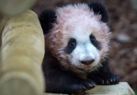 В зоопарке Франции показали первую родившуюся в стране панду