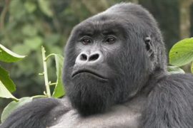 В Руанде стало больше горных горилл