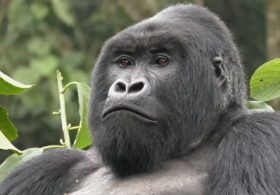 В Руанде стало больше горных горилл
