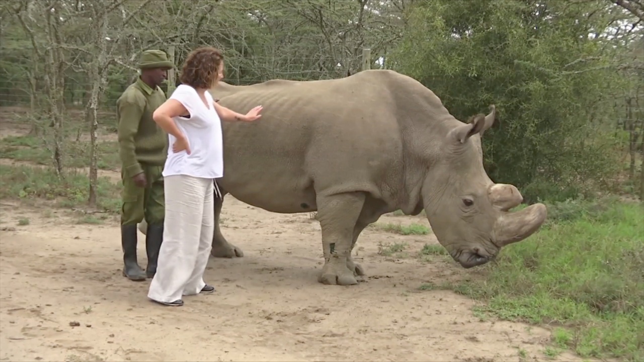 Деньги на спасение носорогов собирают через сайт знакомств