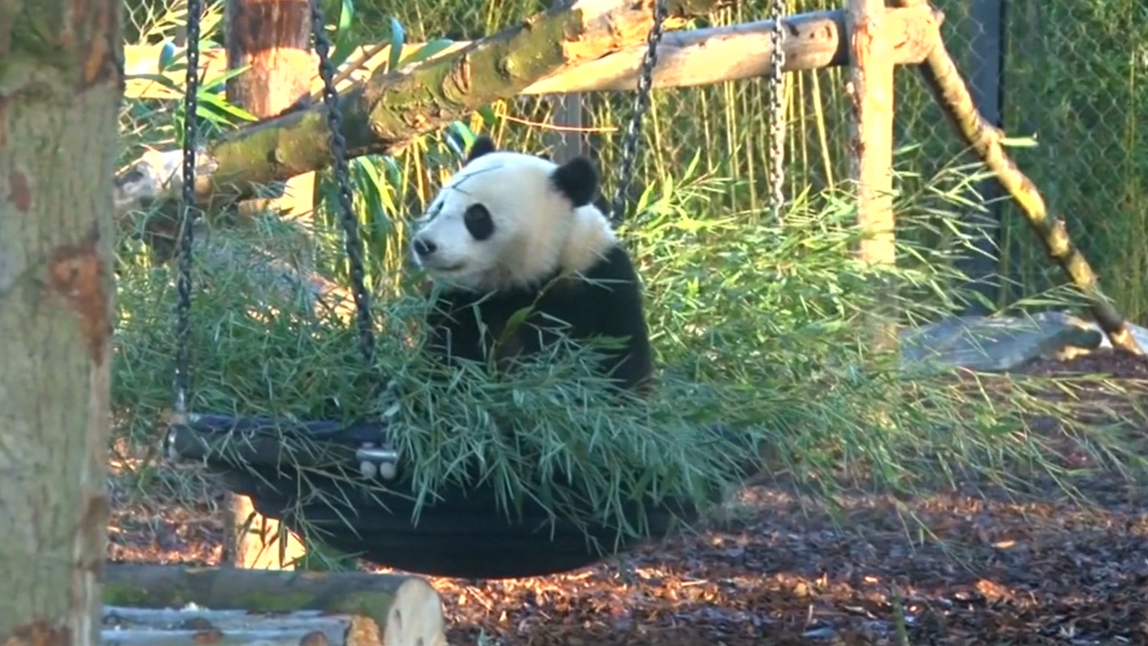 Панда Тянь Бао начинает взрослую жизнь в бельгийском зоопарке