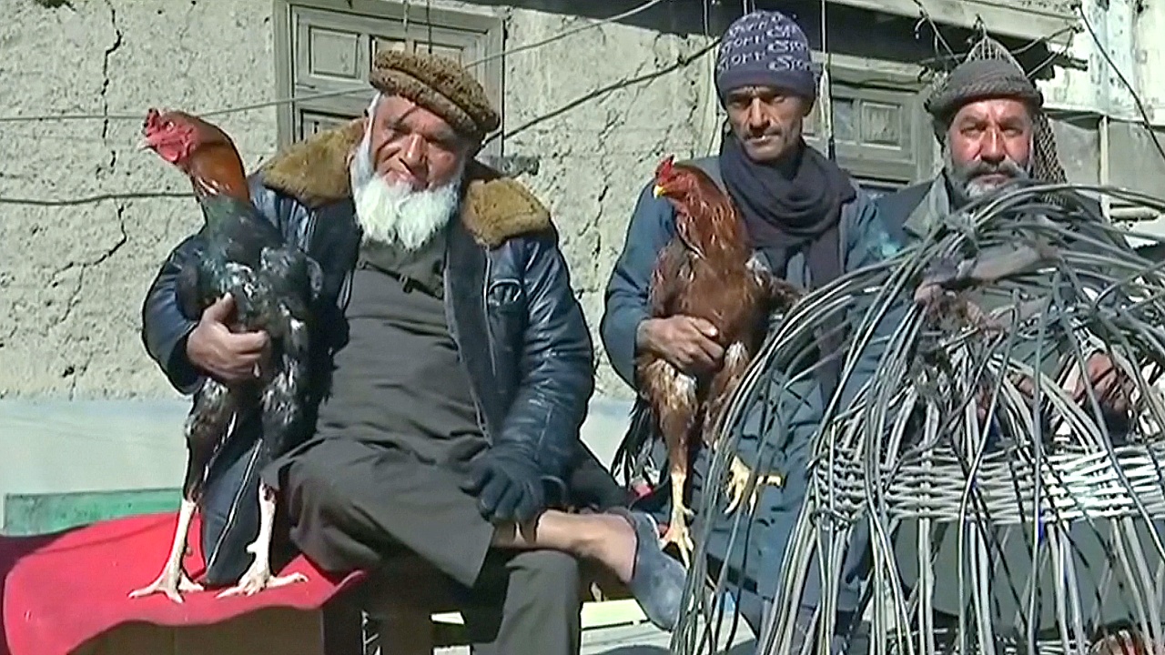Увлечение птицами помогает афганцам забыть о войне