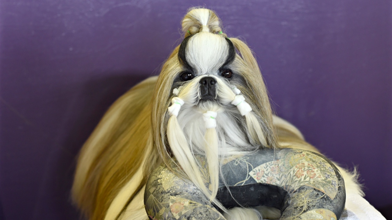 Китайские породы собак — в центре внимания на Вестминстерском дог-шоу