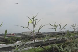 Ферма среди солнечных панелей: в аэропорту Индии выращивают овощи