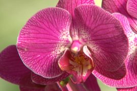 Почти 7000 орхидей и тайская тематика — на выставке в Лондоне