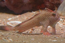 «Ходячие» рыбки: новую популяцию обнаружили у берегов Тасмании