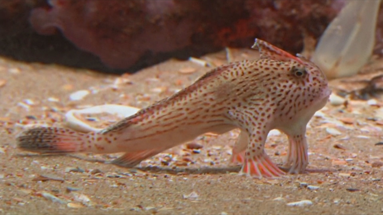 «Ходячие» рыбки: новую популяцию обнаружили у берегов Тасмании