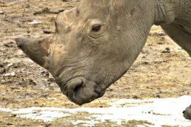 Во французском сафари-парке поселился носорог по кличке Юнеско