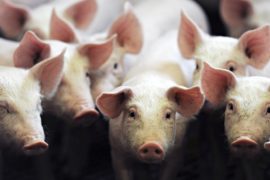 Зачем в Китае закрывают семейные свинофермы?